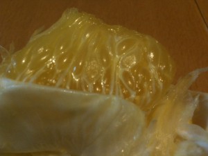 はっさくの実はつぶつぶだ はっさくはつぶだね