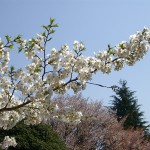桜の枝