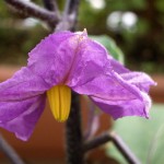 なすの花