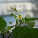 なんの花？